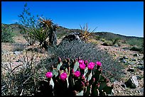 Beavertail Cactus in bloom. Joshua Tree  National Park, California, USA.
