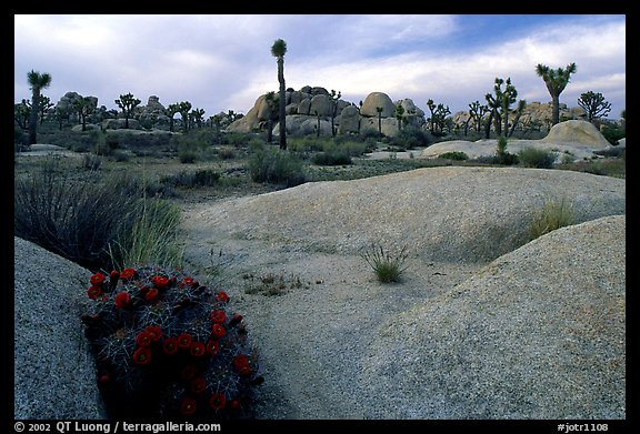 Claret Cup Cactus, rock slabs, and Joshua trees, sunset. Joshua Tree  National Park, California, USA.