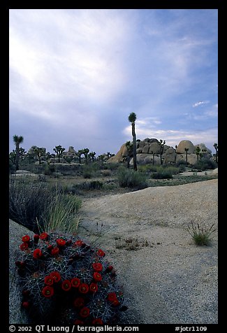 Claret Cup Cactus, rock slabs, and Joshua trees, sunset. Joshua Tree National Park (color)