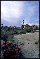 Claret Cup Cactus, rock slabs, and Joshua trees, sunset. Joshua Tree National Park, California, USA.