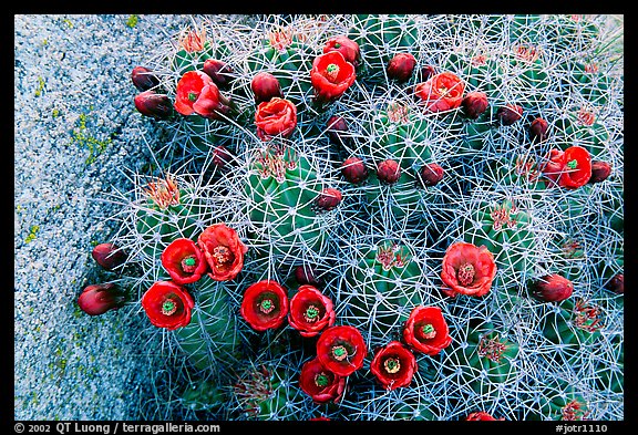 Claret Cup Cactus with flowers. Joshua Tree National Park (color)