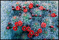 Claret Cup Cactus with flowers. Joshua Tree National Park, California, USA. (color)