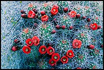 Claret Cup Cactus with flowers. Joshua Tree National Park ( color)