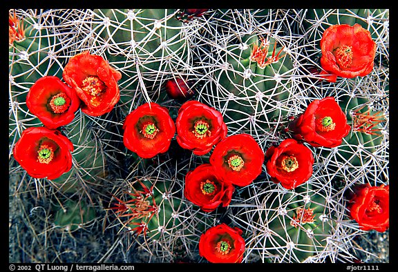 Claret Cup Cactus with flowers. Joshua Tree National Park, California, USA.