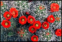 Claret Cup Cactus with flowers. Joshua Tree National Park, California, USA. (color)