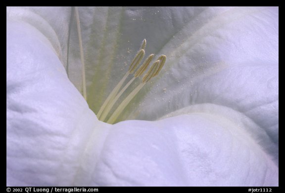 Dune Primerose close-up. Joshua Tree National Park (color)