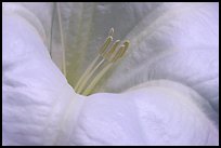 Dune Primerose close-up. Joshua Tree National Park, California, USA.