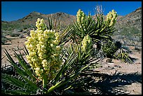 Yuccas in bloom. Joshua Tree  National Park, California, USA.