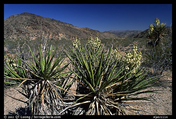 Yuccas in bloom. Joshua Tree National Park (color)