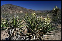 Yuccas in bloom. Joshua Tree National Park, California, USA. (color)