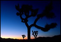 Joshua Trees silhouette at sunset. Joshua Tree National Park ( color)