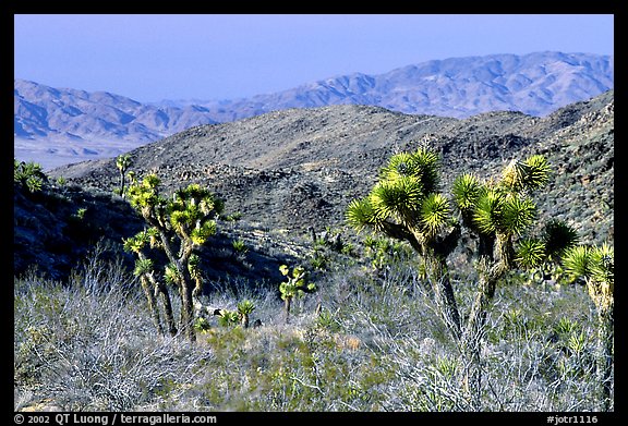 Joshua Trees and Pinto Mountains. Joshua Tree National Park, California, USA.