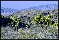 Joshua Trees and Pinto Mountains. Joshua Tree National Park ( color)