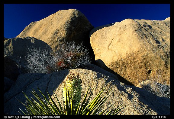 Yucca and boulders. Joshua Tree National Park, California, USA.