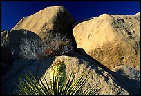 Yucca and boulders. Joshua Tree National Park, California, USA. (color)