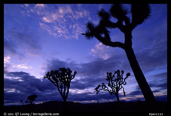 Joshua trees, sunset. Joshua Tree National Park (color)