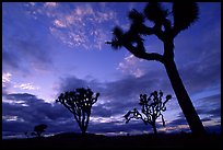 Joshua trees, sunset. Joshua Tree National Park ( color)