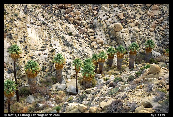 Native California Fan Palm trees in Lost Palm oasis. Joshua Tree  National Park (color)