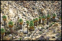 Native California Fan Palm trees in Lost Palm oasis. Joshua Tree  National Park, California, USA.