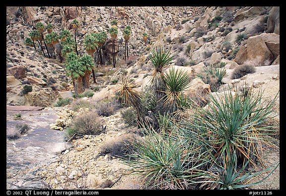 Lost Palm Oasis. Joshua Tree National Park (color)