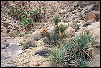 Lost Palm Oasis. Joshua Tree National Park ( color)