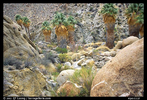 Lost Palm Oasis. Joshua Tree National Park (color)