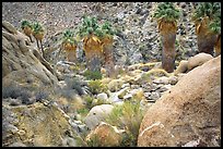 Lost Palm Oasis. Joshua Tree National Park, California, USA.