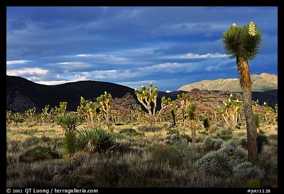 Joshua tree forest near Hidden Valley. Joshua Tree National Park (color)