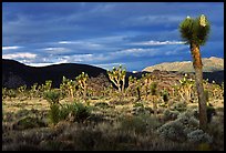 Joshua tree forest near Hidden Valley. Joshua Tree National Park ( color)