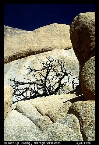 Bare bush and rocks in Hidden Valley. Joshua Tree National Park, California, USA.