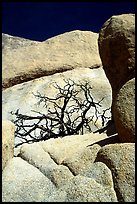 Bare bush and rocks in Hidden Valley. Joshua Tree National Park, California, USA. (color)