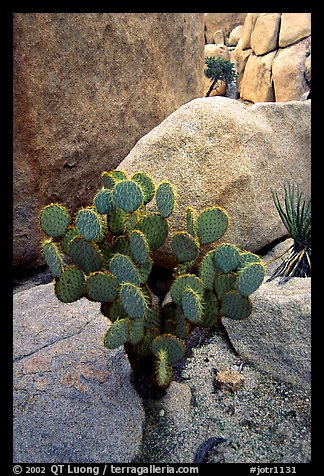 Beavertail Cactus and rocks. Joshua Tree National Park, California, USA.