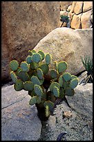 Beavertail Cactus and rocks. Joshua Tree National Park, California, USA.