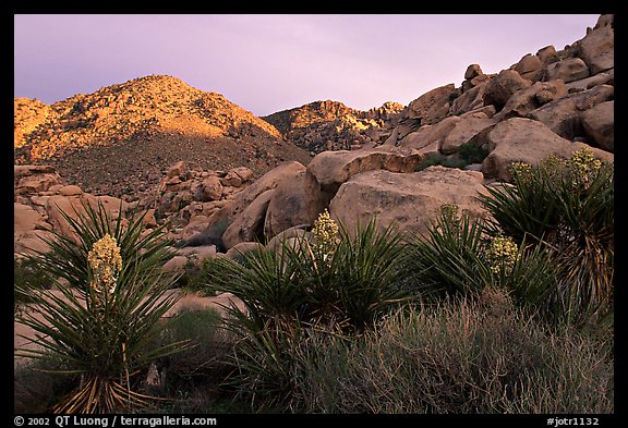 Yuccas and rocks in Rattlesnake Canyon. Joshua Tree National Park, California, USA.