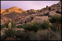 Yuccas and rocks in Rattlesnake Canyon. Joshua Tree National Park, California, USA.