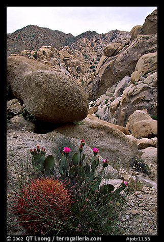 Barrel and beavertail cacti in Rattlesnake Canyon. Joshua Tree National Park, California, USA.