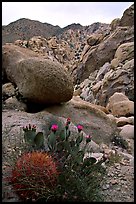 Barrel and beavertail cacti in Rattlesnake Canyon. Joshua Tree National Park, California, USA.