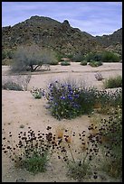 Desert wildflowers in bloom on sandy flat. Joshua Tree National Park, California, USA. (color)