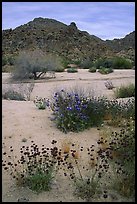 Desert wildflowers in bloom on sandy flat. Joshua Tree National Park, California, USA.