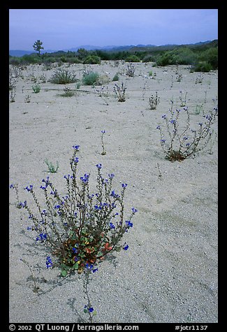 Wildflowers in bloom on sandy wash. Joshua Tree National Park, California, USA.