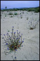 Wildflowers in bloom on sandy wash. Joshua Tree National Park, California, USA. (color)