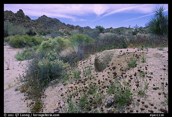 Seasonal desert bloom on sandy flat. Joshua Tree National Park, California, USA.