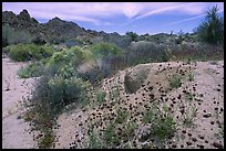 Seasonal desert bloom on sandy flat. Joshua Tree National Park, California, USA. (color)