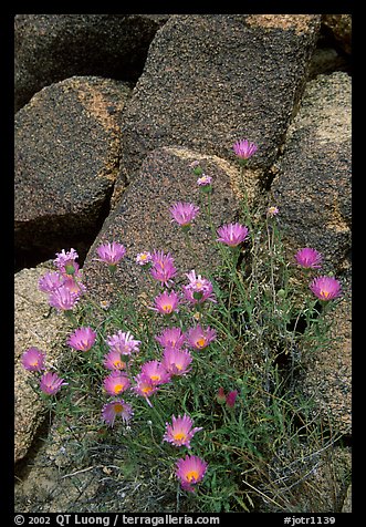 Purple flowers and rocks. Joshua Tree National Park, California, USA.