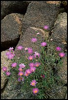 Purple flowers and rocks. Joshua Tree National Park, California, USA.