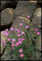 Purple flowers and rocks. Joshua Tree National Park ( color)