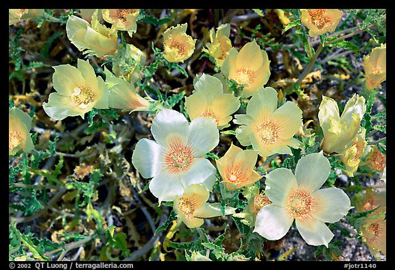 Blazing Star flowers. Joshua Tree National Park (color)