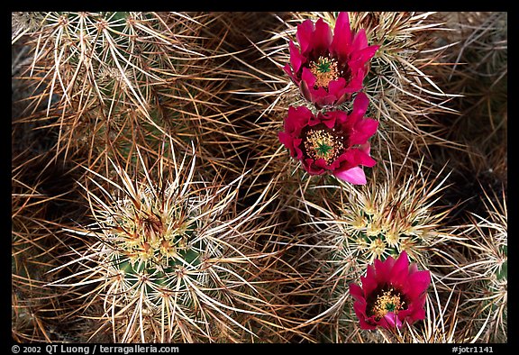 Engelmann Hedgehog cactus in bloom. Joshua Tree National Park, California, USA.