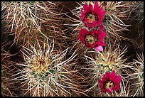 Engelmann Hedgehog cactus in bloom. Joshua Tree National Park, California, USA.