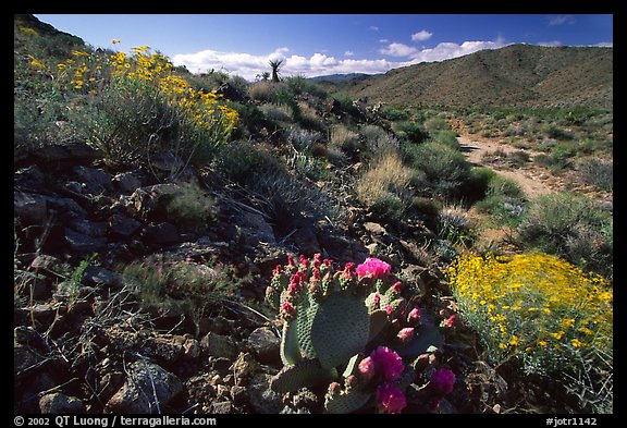 Beavertail cactus and brittlebush. Joshua Tree National Park (color)